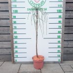 Tuja riasnatá (Thuja plicata) ´WHIPCORD´ - výška 85-100 cm, kont. C5L  - NA KMIENKU